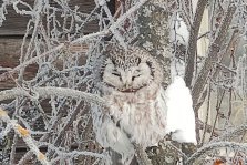выкса.рф, 🦉 Спасённый совёнок в Выксе